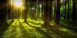 ein grünes, bemoostes Waldstück, durch das die tiefstehende Sonne scheint